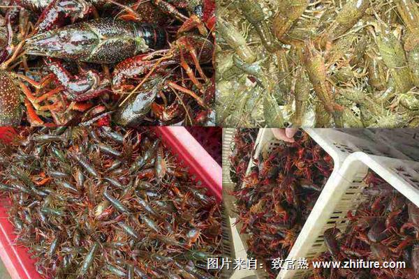 小龙虾养殖饲料有哪些？