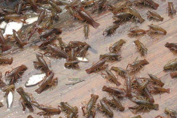 小龙虾养殖饲料有哪些？