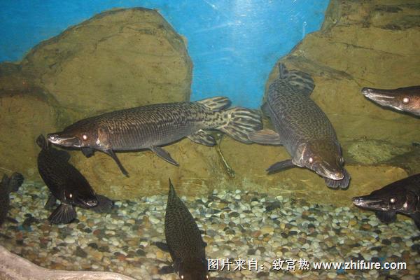 福鳄鱼价格多少钱一条?