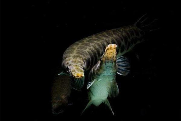 福鳄鱼价格多少钱一条?