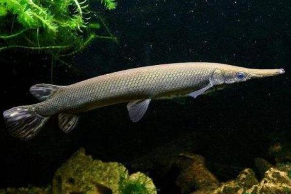 福鳄鱼价格多少钱一条?