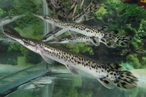 福鳄鱼价格多少钱一条?