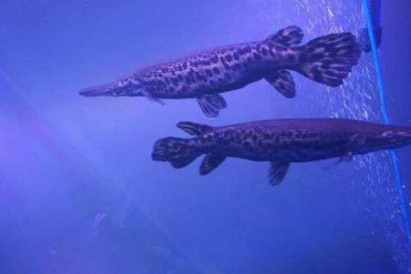 福鳄鱼价格多少钱一条?