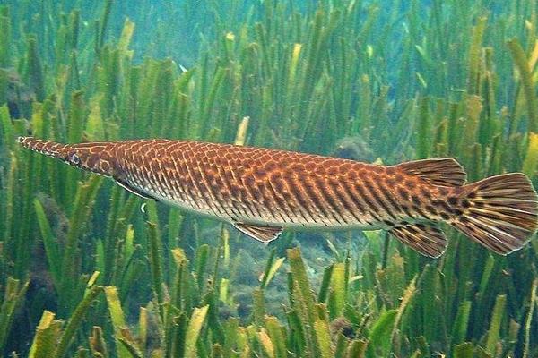 福鳄鱼价格多少钱一条?