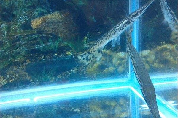 福鳄鱼价格多少钱一条?