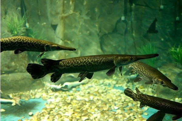 福鳄鱼价格多少钱一条?