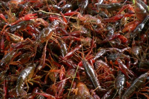 小龙虾养殖饲料有哪些？