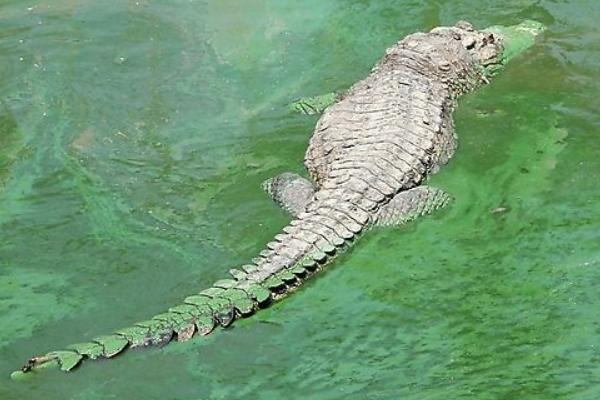 鳄鱼肉的功效与作用