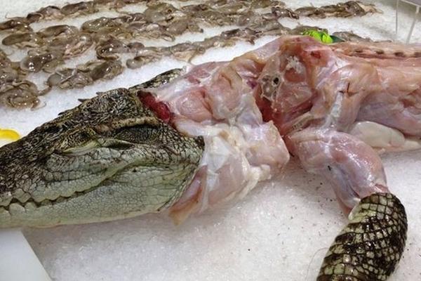 鳄鱼肉营养价值有哪些？