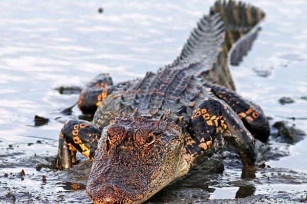 鳄鱼图片大全