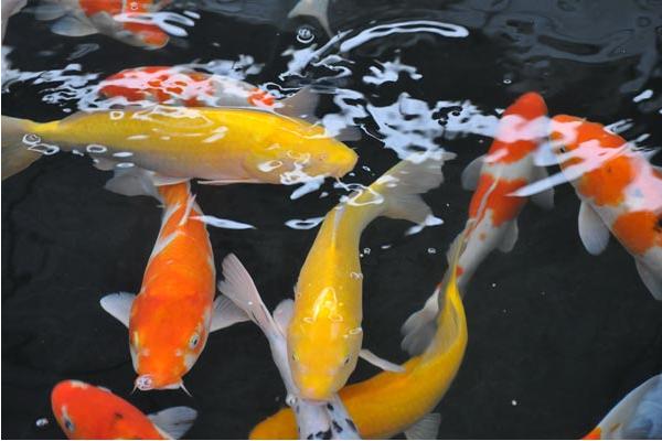 锦鲤养几条最招财？