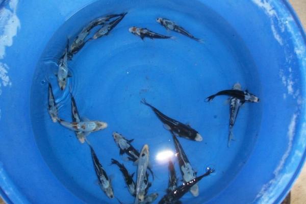 九纹龙锦鲤多少钱一条？