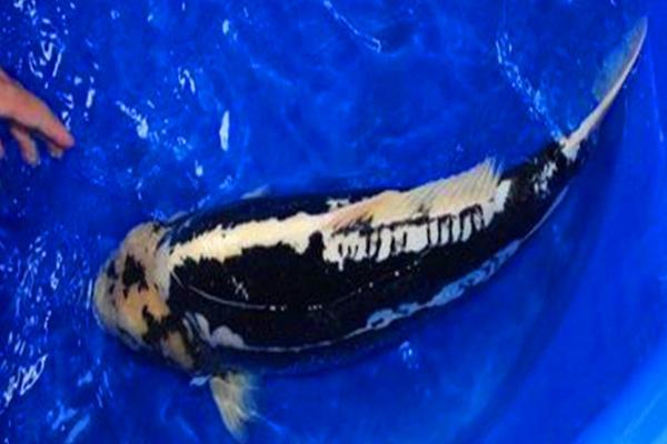 九纹龙锦鲤多少钱一条？