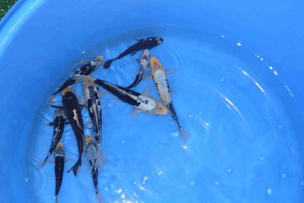 九纹龙锦鲤多少钱一条？