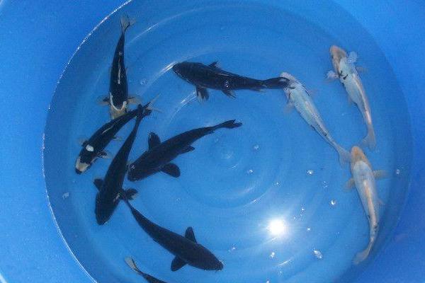 九纹龙锦鲤多少钱一条？