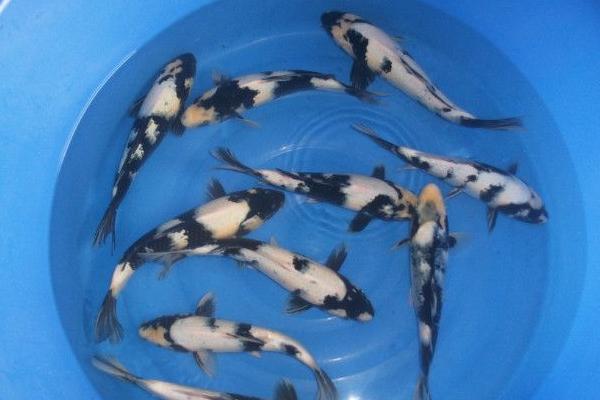 九纹龙锦鲤多少钱一条？