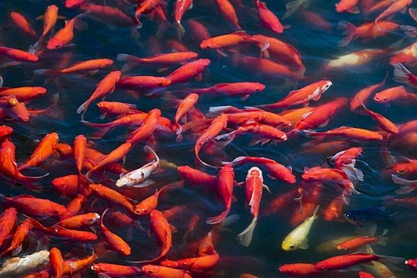 锦鲤鱼苗市场价格多少钱一条？