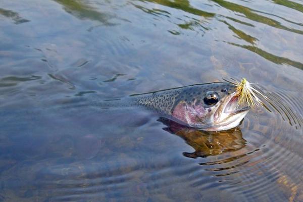 虹鳟鱼鱼苗价格多少钱一斤?