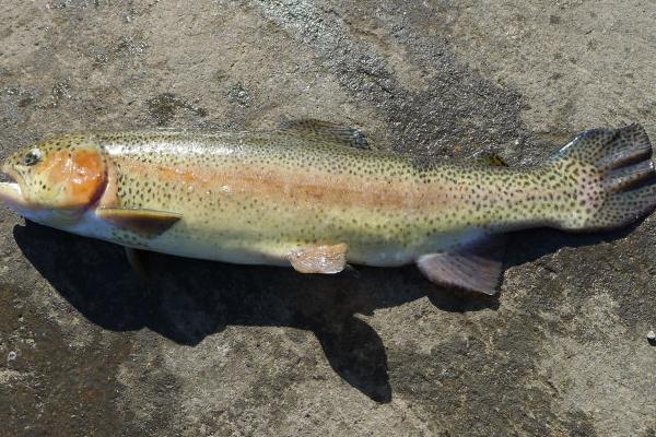 虹鳟鱼鱼苗价格多少钱一斤?