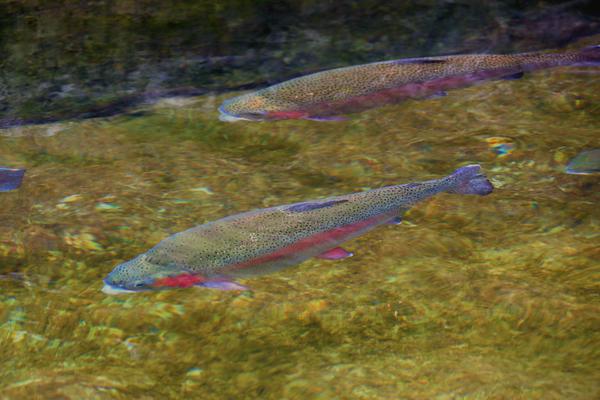 虹鳟鱼鱼苗价格多少钱一斤?