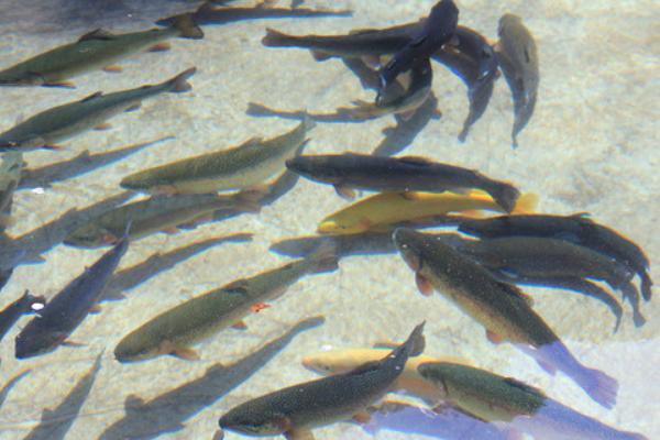 虹鳟鱼鱼苗价格多少钱一斤?