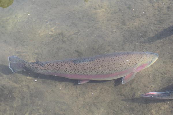 虹鳟鱼鱼苗价格多少钱一斤?