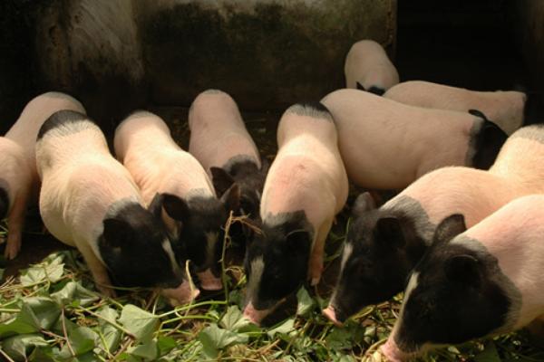 养100头香猪能赚多少钱?养香猪的成本和利润