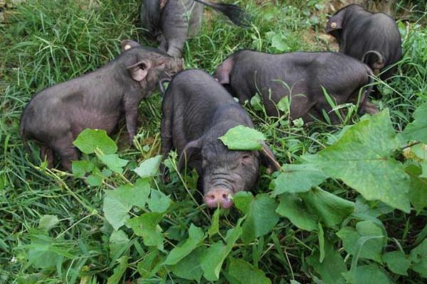 养100头香猪能赚多少钱?养香猪的成本和利润