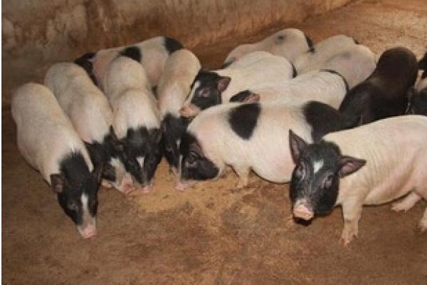 养100头香猪能赚多少钱?养香猪的成本和利润