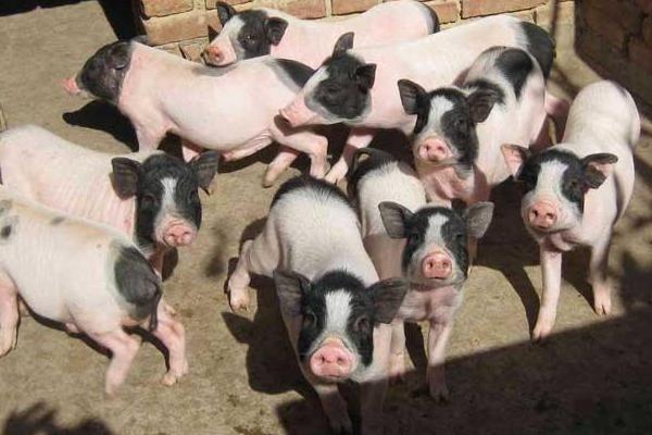 养100头香猪能赚多少钱?养香猪的成本和利润