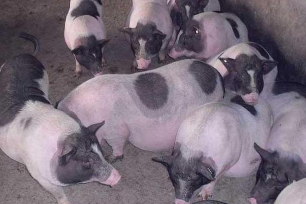 养100头香猪能赚多少钱?养香猪的成本和利润