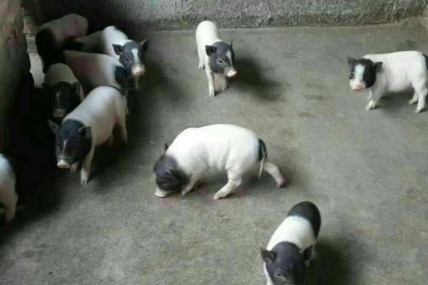 养100头香猪能赚多少钱?养香猪的成本和利润