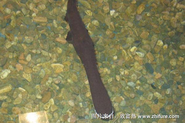 鸭嘴鱼怎么做好吃?