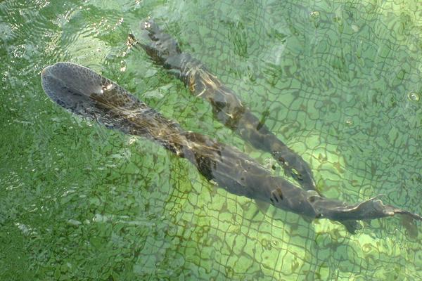 鸭嘴鱼怎么做好吃?