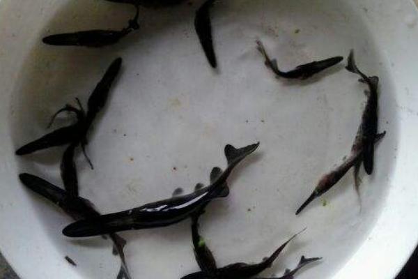 鸭嘴鱼多少钱一斤?