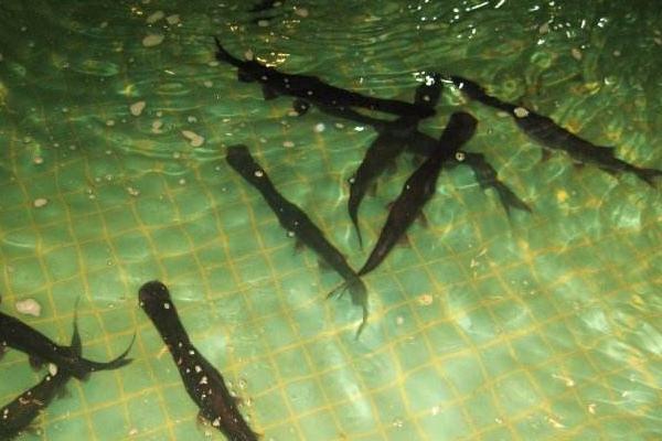 鸭嘴鱼多少钱一斤?