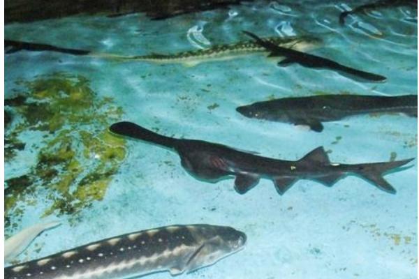 鸭嘴鱼多少钱一斤?