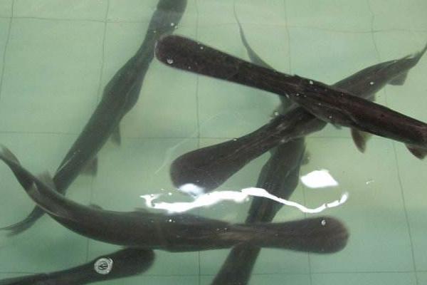 鸭嘴鱼多少钱一斤?