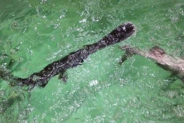 鸭嘴鱼多少钱一斤?