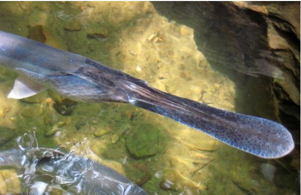 鸭嘴鱼苗价格多少钱一斤?