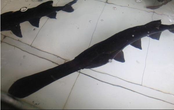 鸭嘴鱼苗价格多少钱一斤?