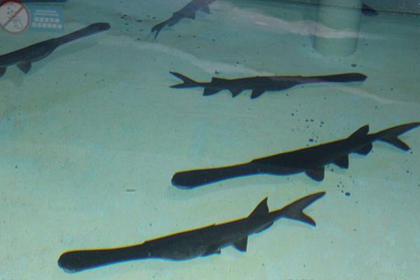 鸭嘴鱼苗价格多少钱一斤?