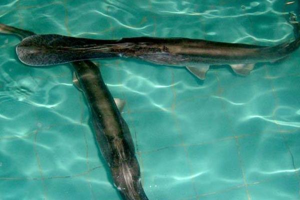 鸭嘴鱼苗价格多少钱一斤?