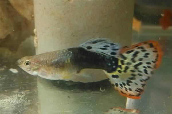 孔雀鱼怎么分公母？