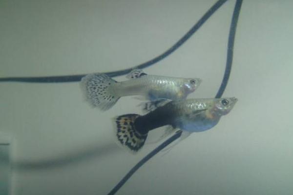 孔雀鱼怎么分公母？