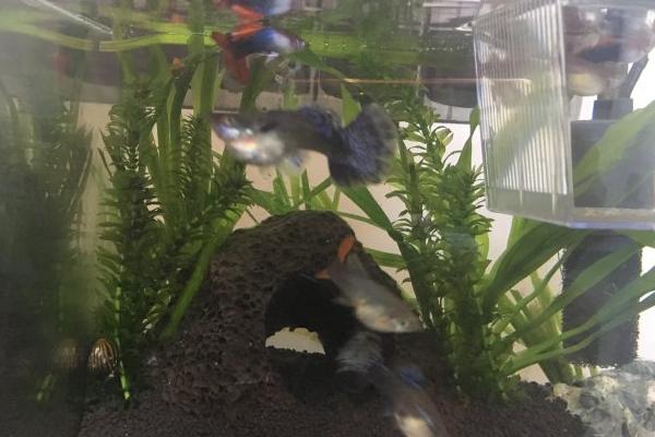 孔雀鱼怎么分公母？