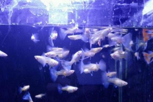 孔雀鱼怎么分公母？