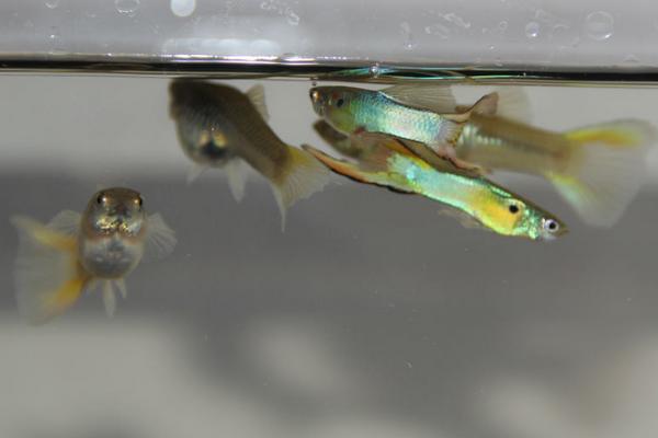 孔雀鱼寿命有多长?