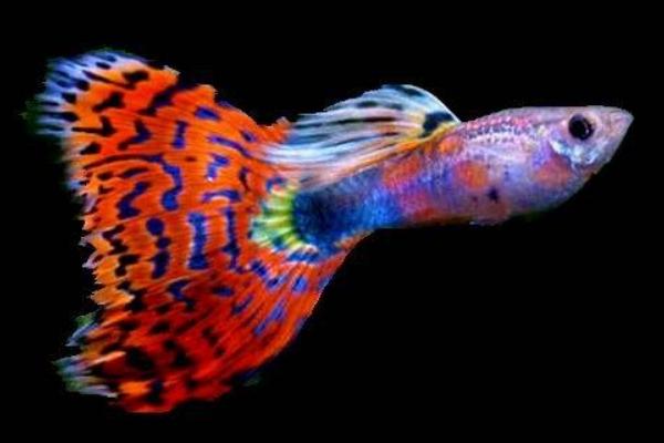 孔雀鱼寿命有多长?