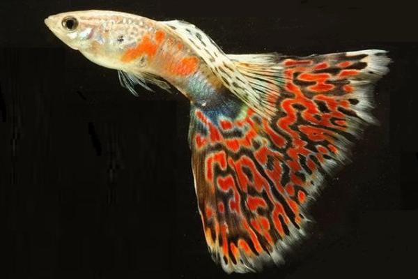 孔雀鱼寿命有多长?